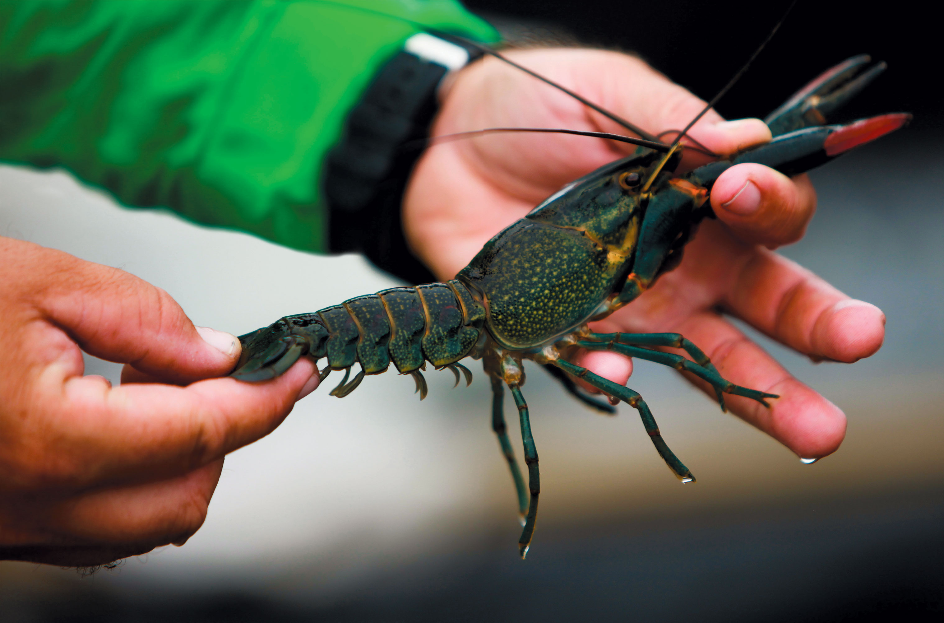West Coast Aqua Farms Breeds Mini Lobsters