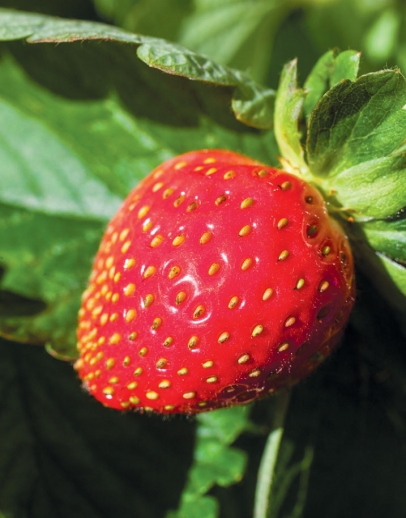 Seasonal strawberries ready for the pickin’