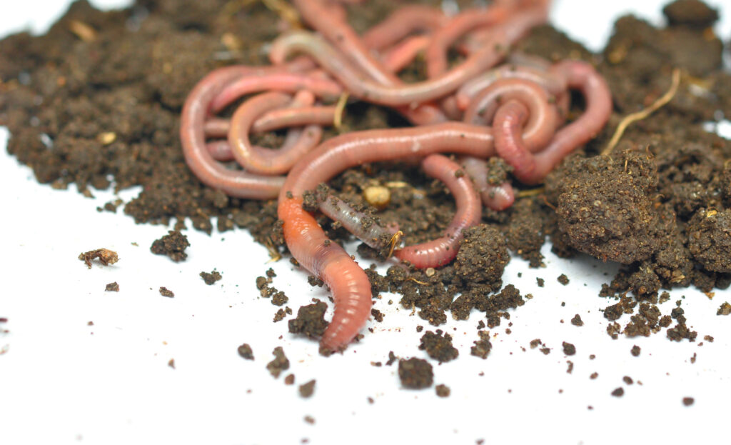 Worm Castings