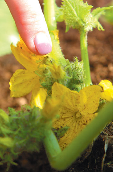 Identifying male and female flower