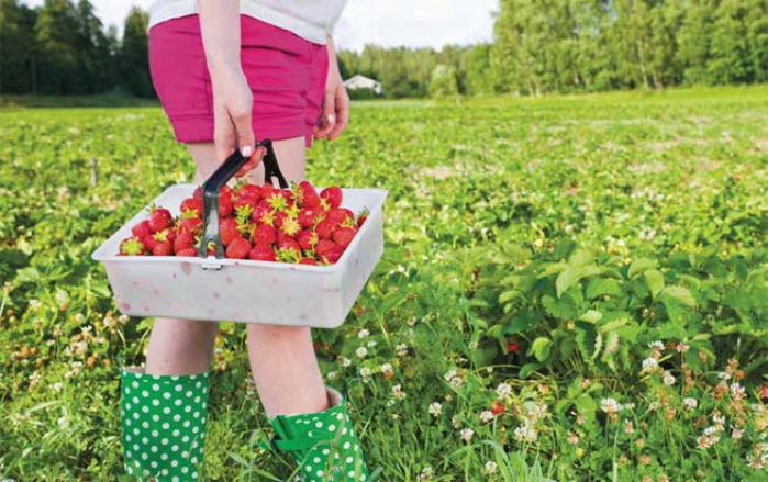 Fresh Picked Strawberries