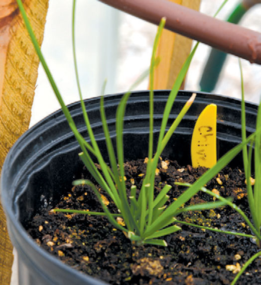 Growing Crops