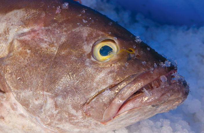 Fish
