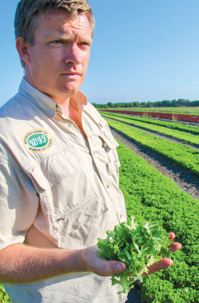 Guy Averill showing his freshly harvested Watercress at Watercress farms