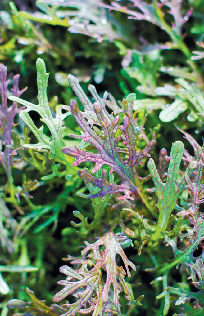 Different Lettuce grown at Watercress Farms