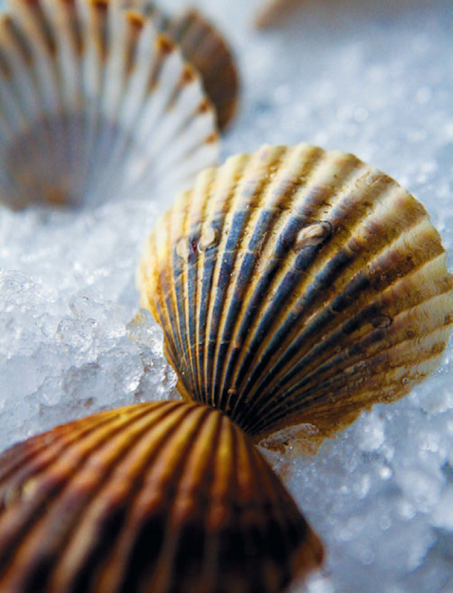 Scallops shells on Lido Key