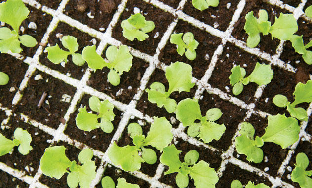 Seedlings