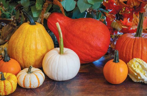 harvest-hearth-fall-2025